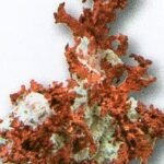 imgi_4_ac5d1e_c46eb98078aa427d9dd9c8d09ea9cd9f